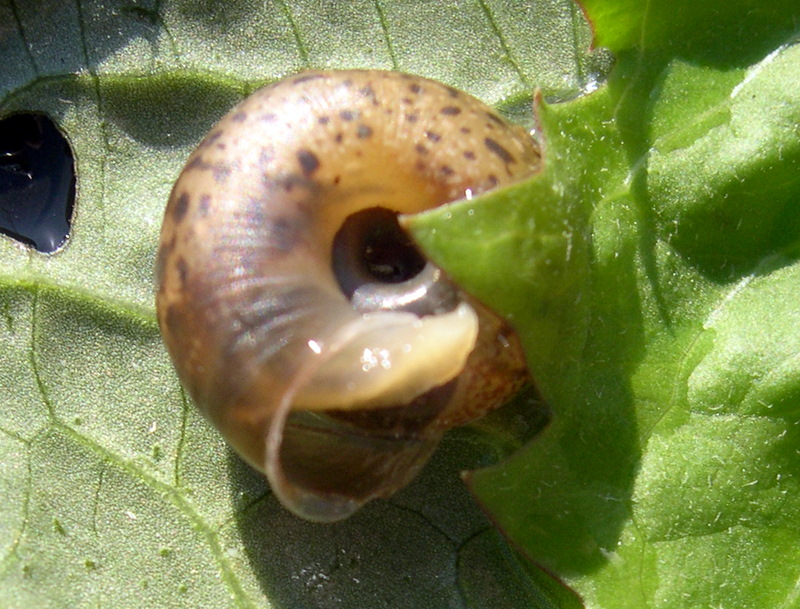 Urticicola umbrosa (Pfeiffer, 1828)